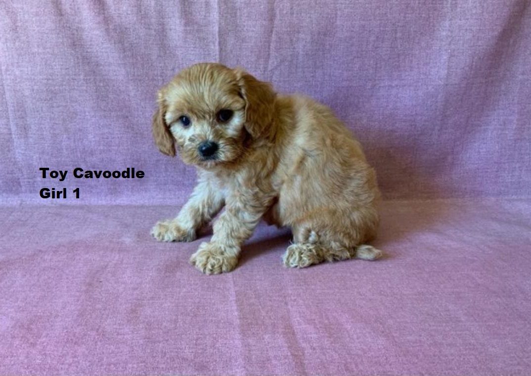 Cavoodle Cavapoo Cavalier X Toy Poodle Puppy Girl I Am Arriving