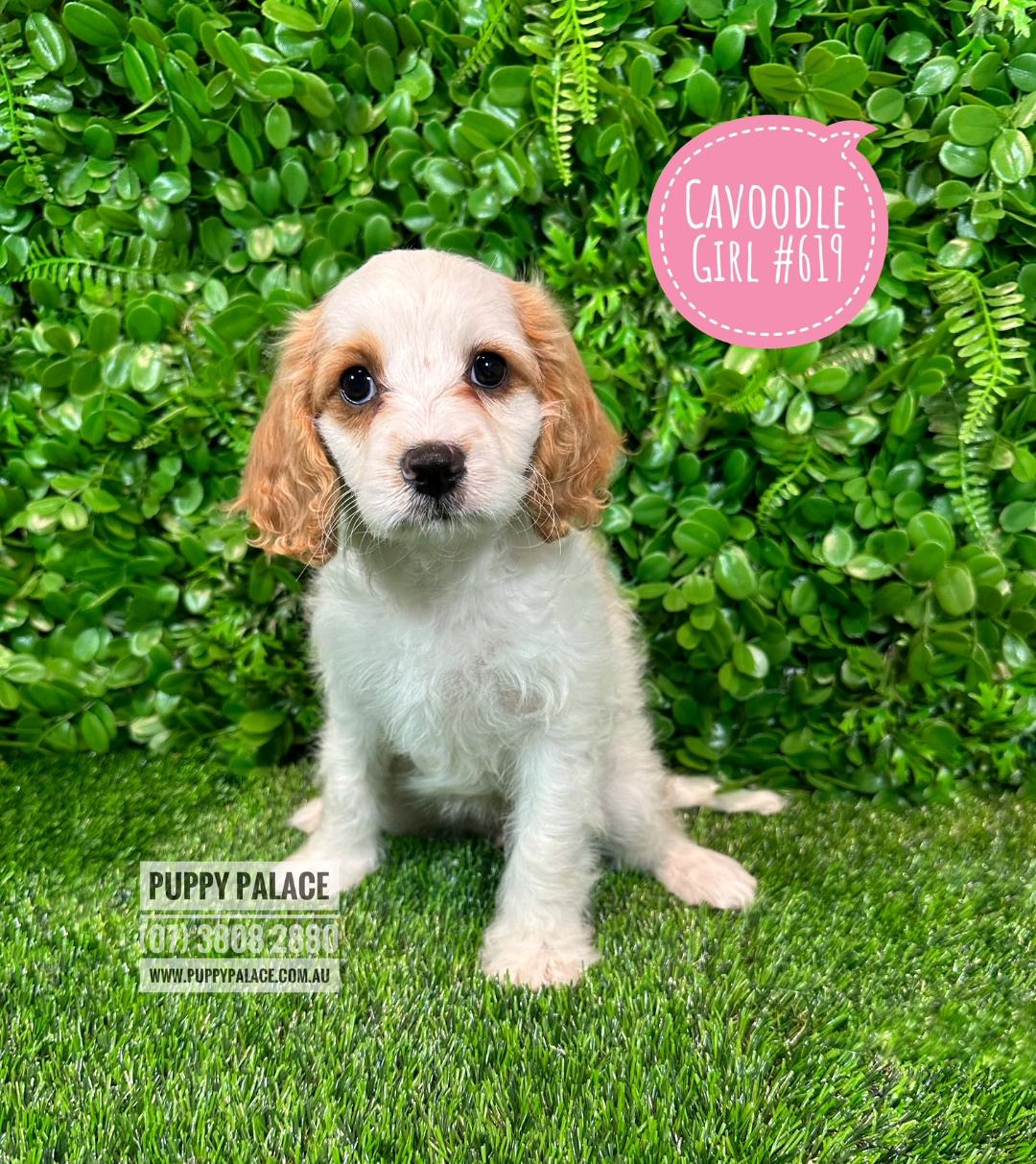 I AM NOW ADOPTED - Cavoodle (Cavalier X Toy/Mini Poodle) - Blenheim ...