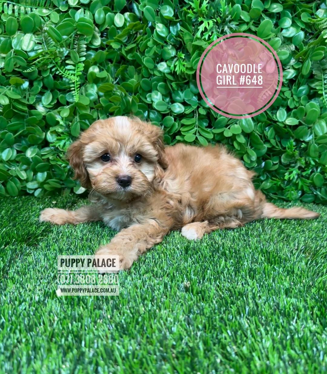 I HAVE NOW FOUND MY FOREVER HOME – Cavoodle / Cavapoo (Cavalier X Toy Poodle) – Girl