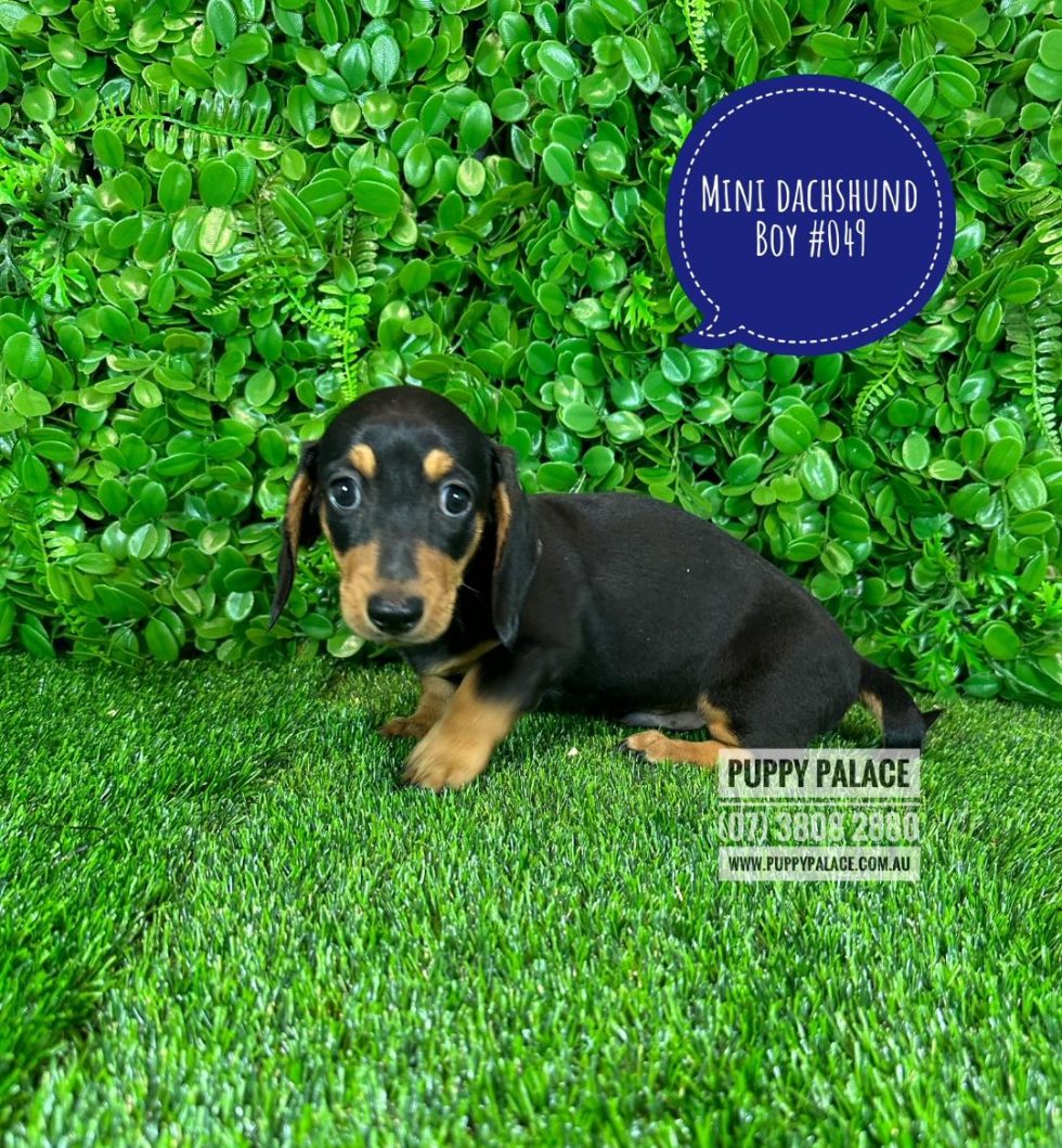 I HAVE NOW FOUND MY FUREVER HOME Miniature Dachshund Puppies Black/Tan Boy Puppies For Sale