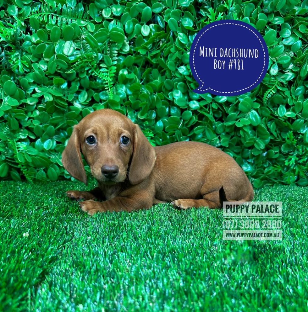 I HAVE NOW FOUND MY FOREVER HOME - Miniature Dachshund Puppies - Red
