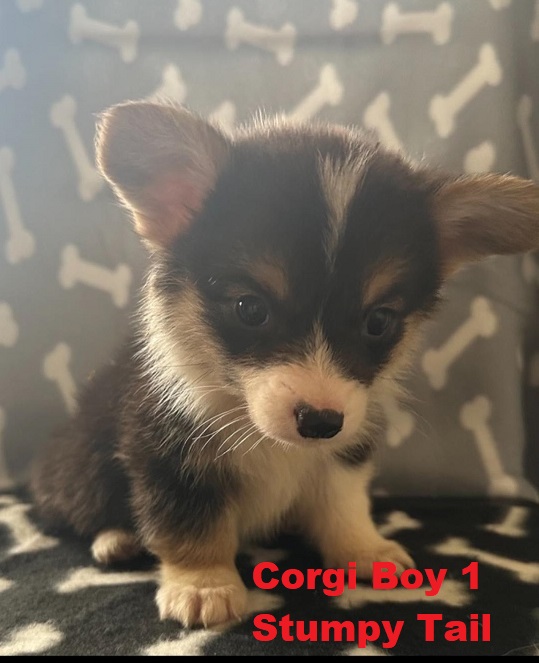 Pembroke Welsh Corgi Puppies – Stumpy Tail Boy – I am arriving into store & available to go home 14 March.