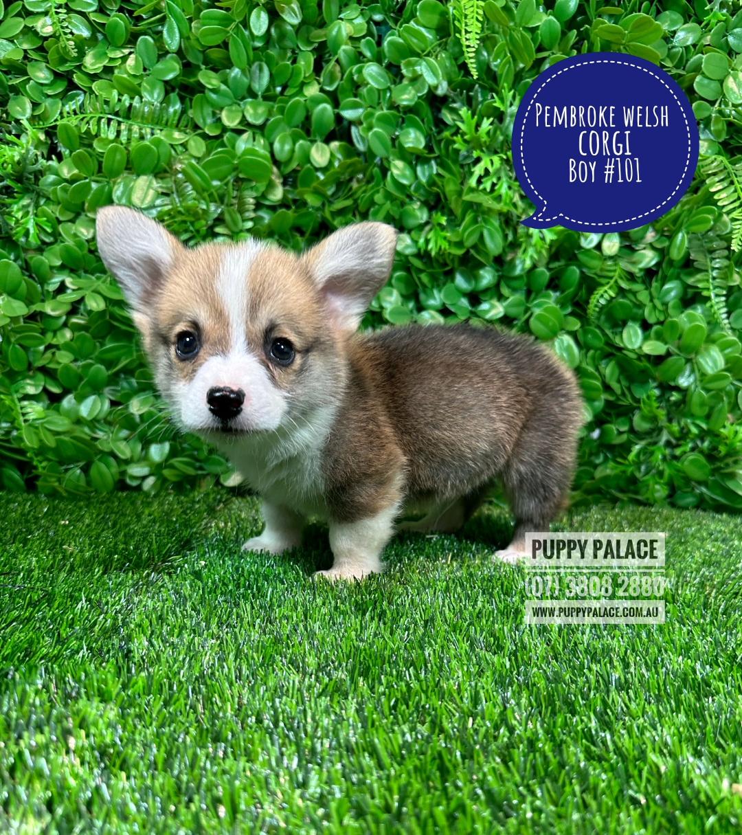 $2295 – Pembroke Welsh Corgi Puppies for sale Brisbane – Bobtail Boy. My 2nd VACCINATION HAS BEEN DONE. VALUE $100