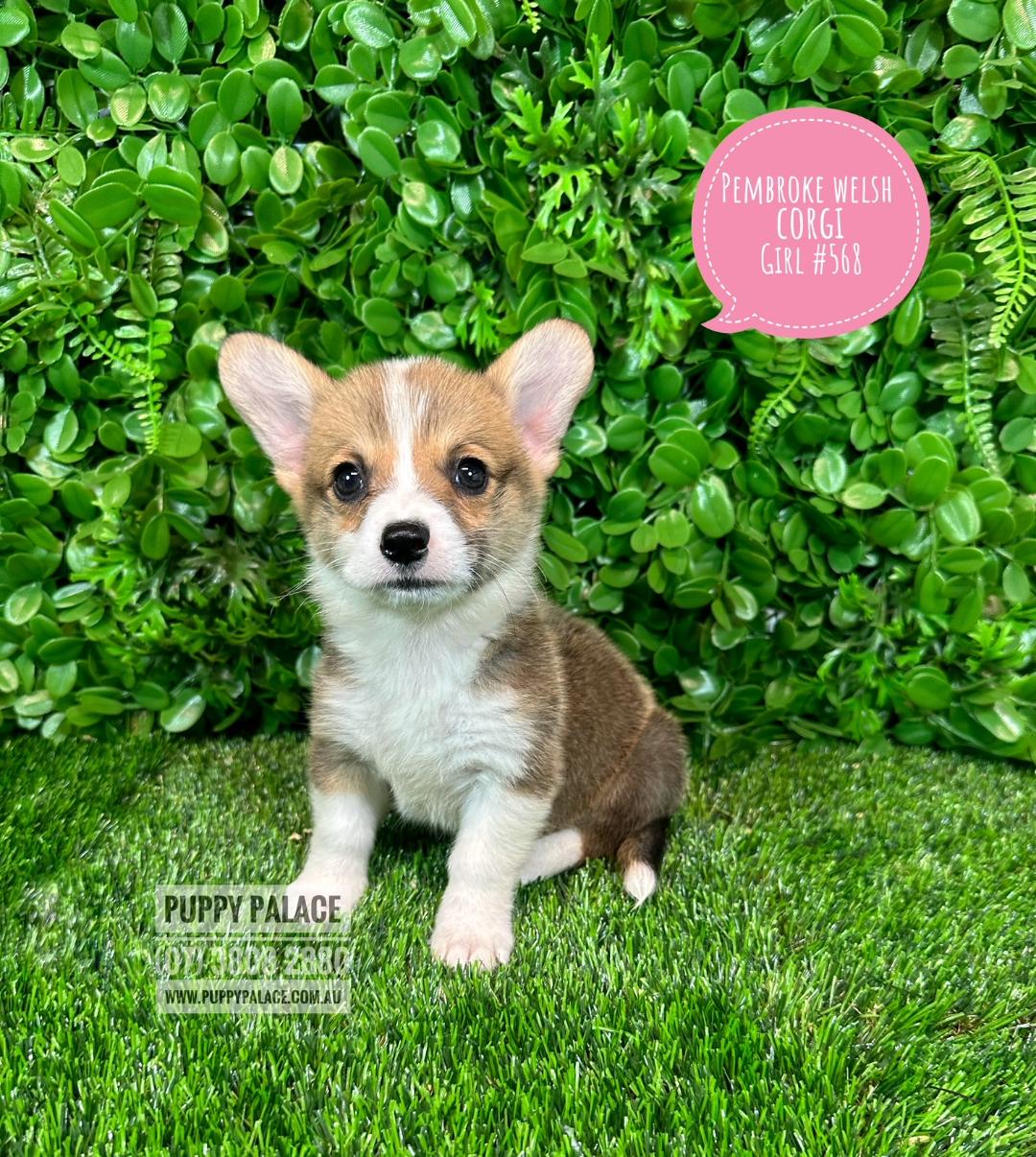 I HAVE NOW FOUND MY FUREVER HOME – Pembroke Welsh Corgi Puppies for sale Brisbane – Girl