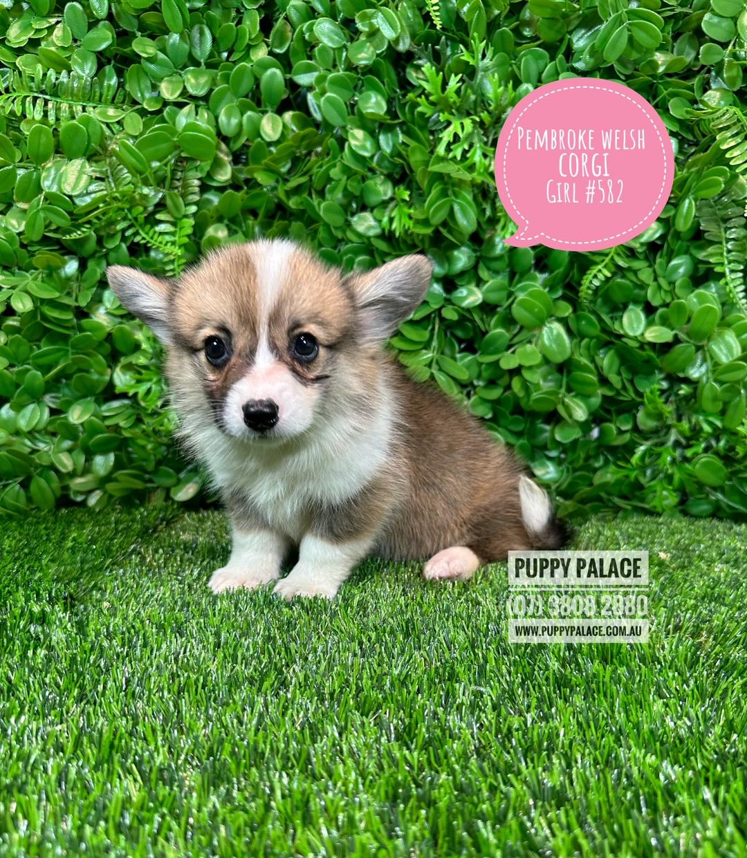 I HAVE NOW FOUND MY FUREVER HOME – Pembroke Welsh Corgi Puppies for sale Brisbane – Girl