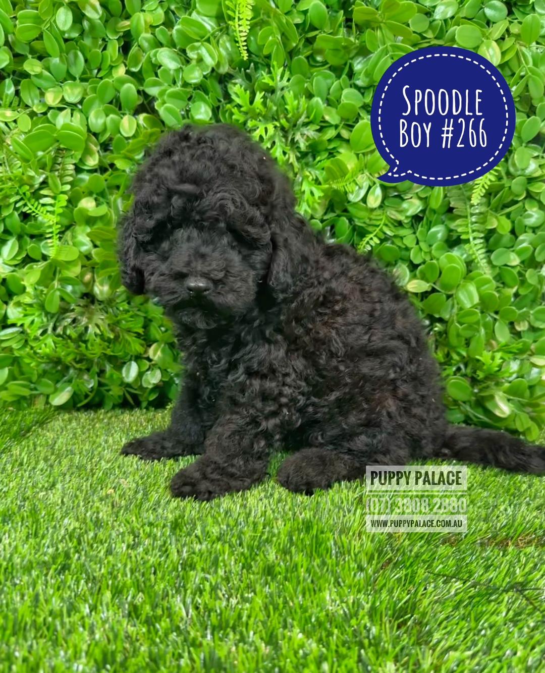 Chocolate spoodle puppies for sale best sale