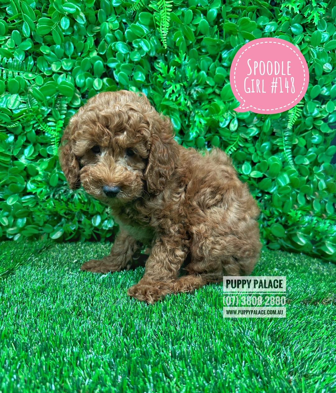 $1895 – Ruby Spoodle / Cockerpoo (Chocolate Spoodle X Red Toy Poodle) – Ruby Girl. My 2nd VACCINATION HAS BEEN DONE. VALUE $100