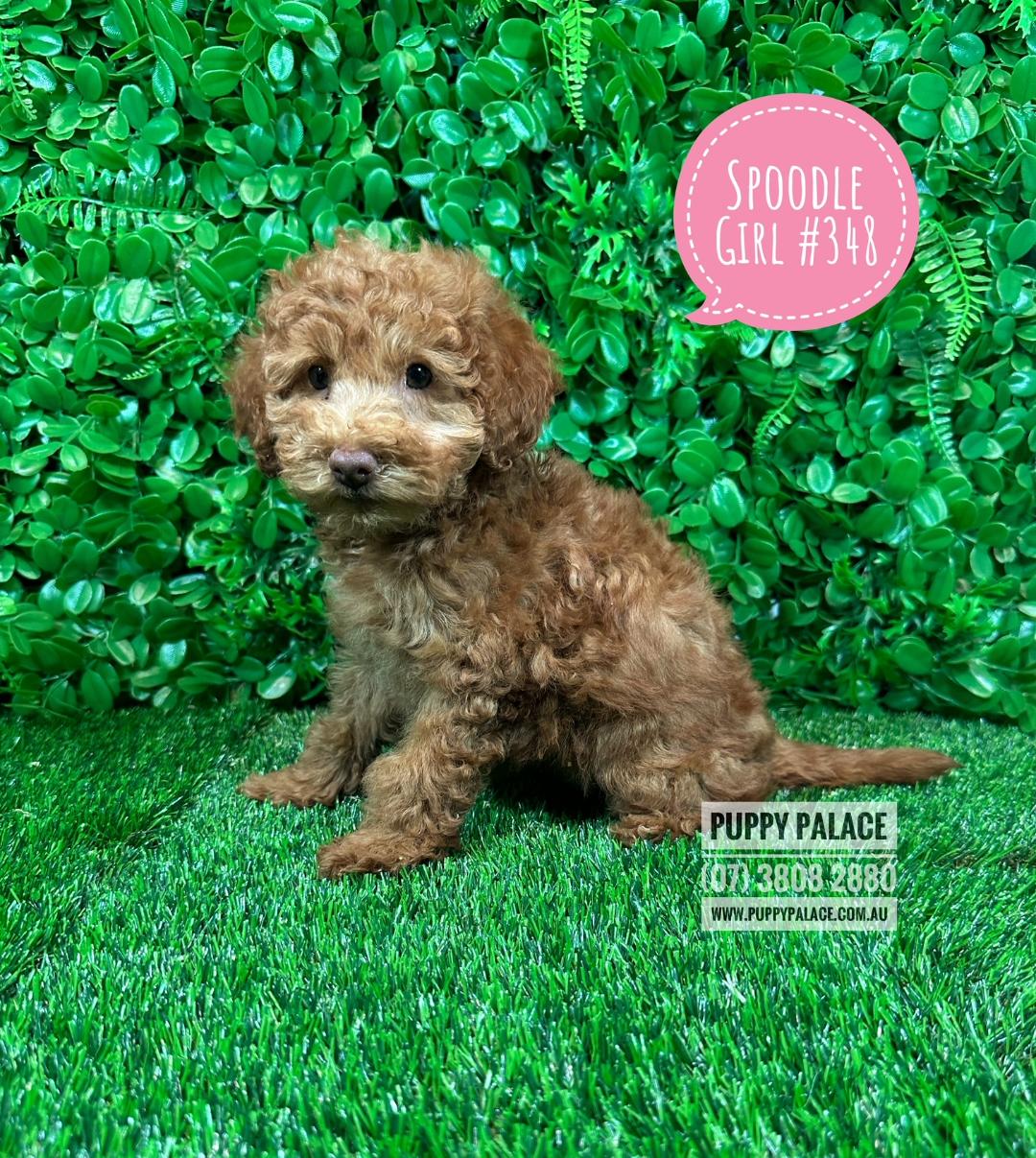 $1895 – Ruby Spoodle / Cockerpoo (Chocolate Spoodle X Red Toy Poodle) – Ruby Girl. My 2nd VACCINATION HAS BEEN DONE. VALUE $100