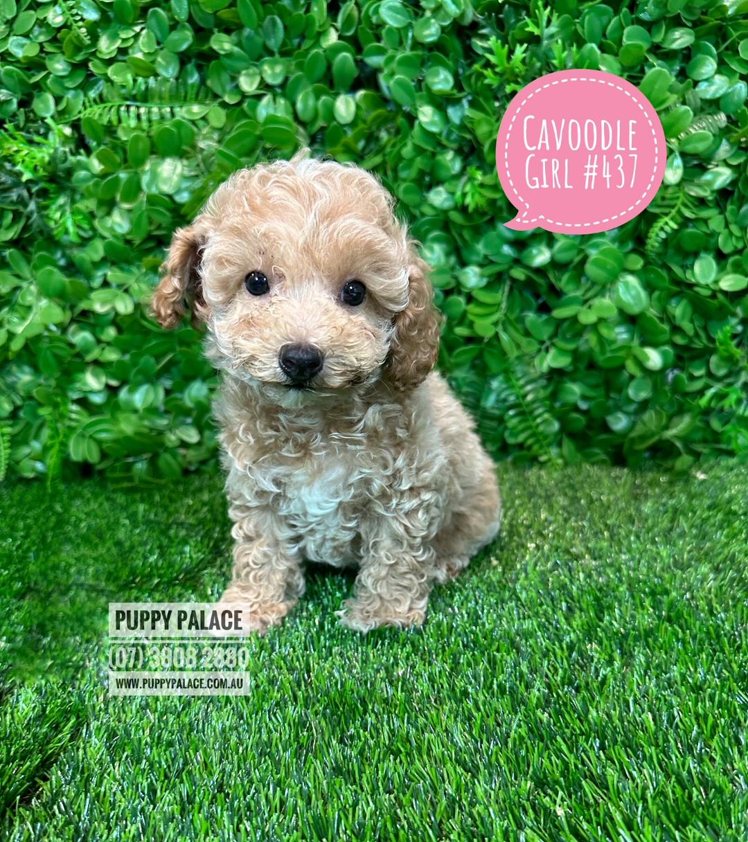 I HAVE NOW FOUND MY FUREVER HOME – Toy Cavoodle / Cavapoo (Toy Poodle X Ruby Cavalier) – Girl