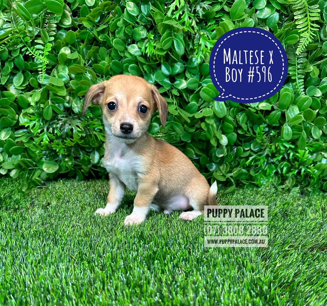 $1895 – Maltese X Miniature Dachshund Puppy – Boy
