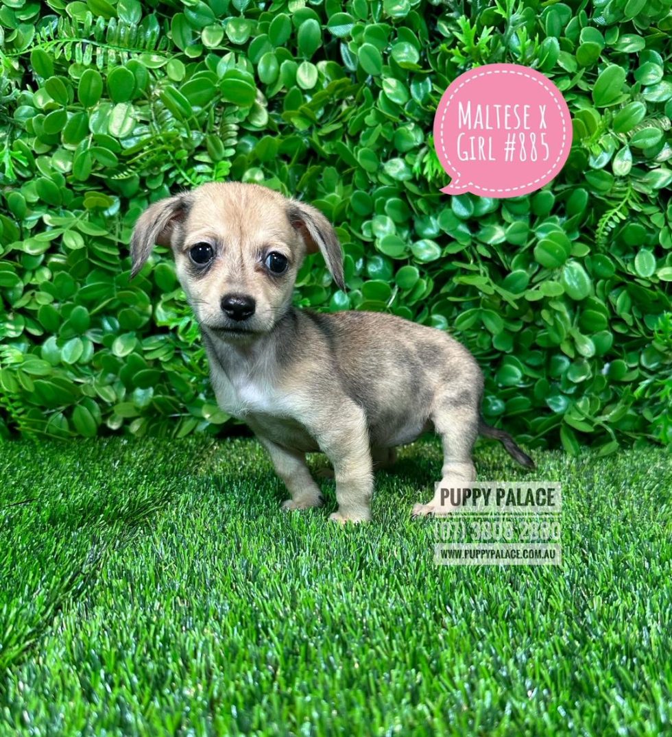 I HAVE NOW FOUND MY FUREVER HOME - Maltese X Mini Dachshund Puppy