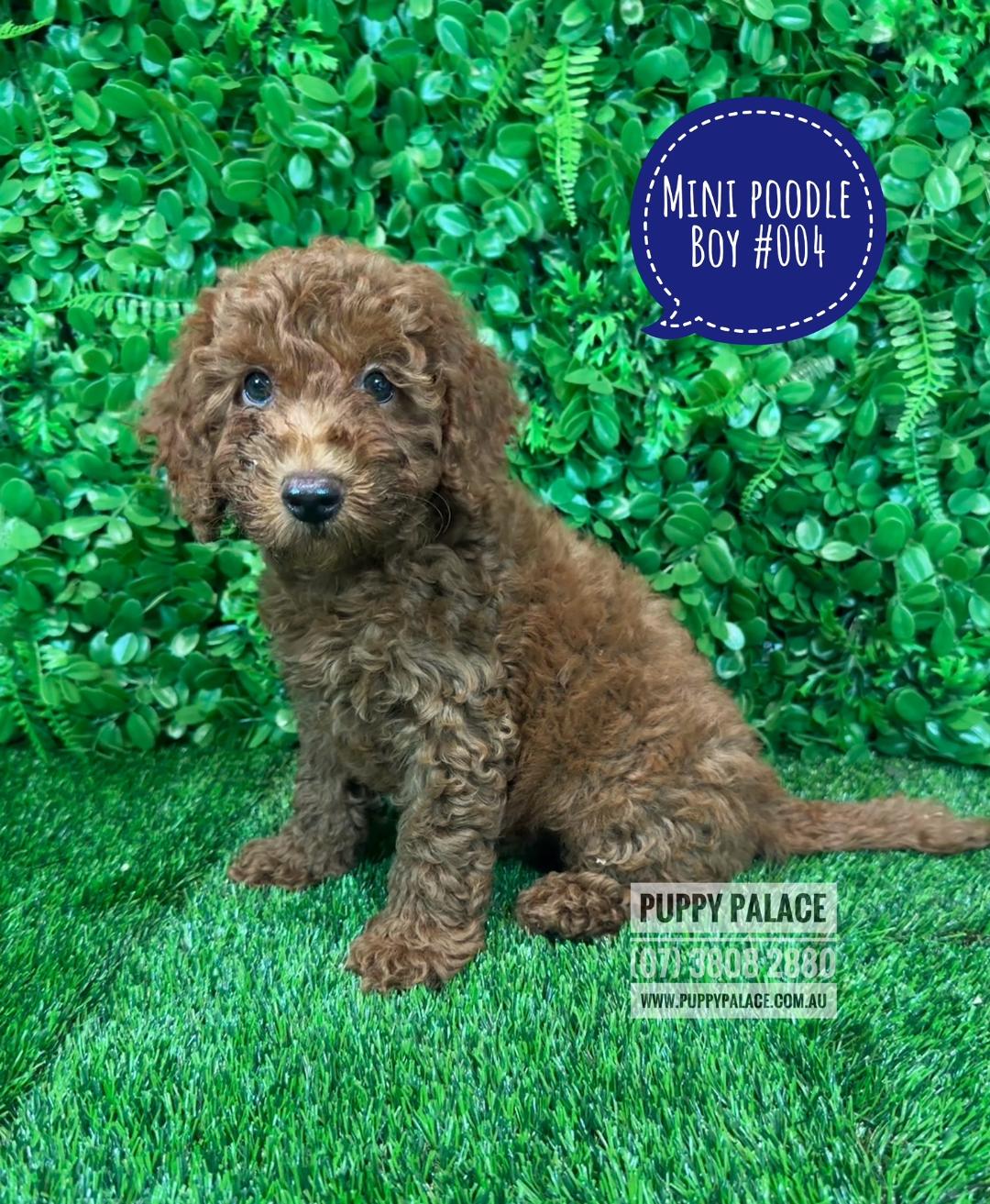 $2295 – Purebred Miniature Poodle – Ruby Boy