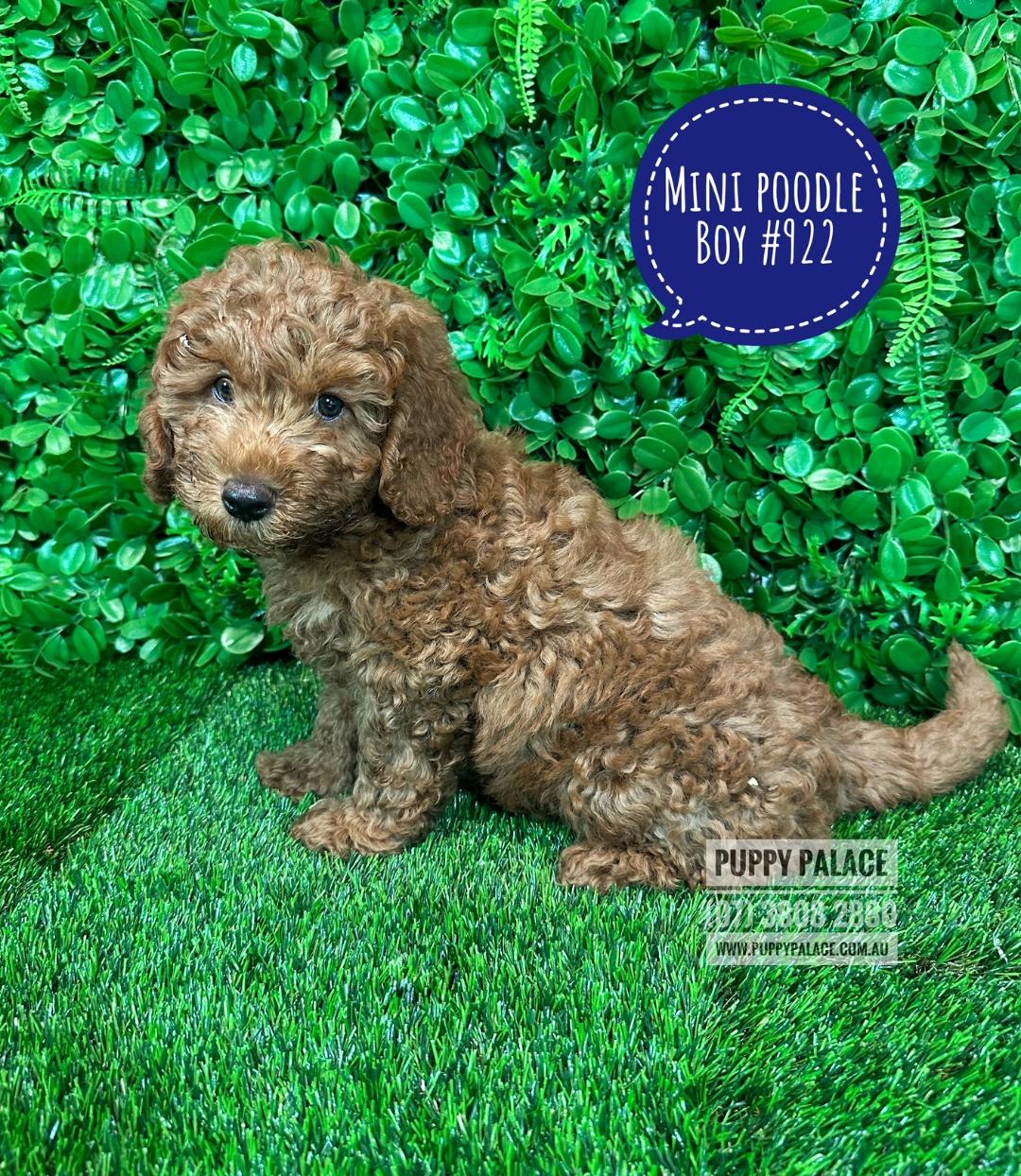 $2295 – Purebred Miniature Poodle – Ruby Boy