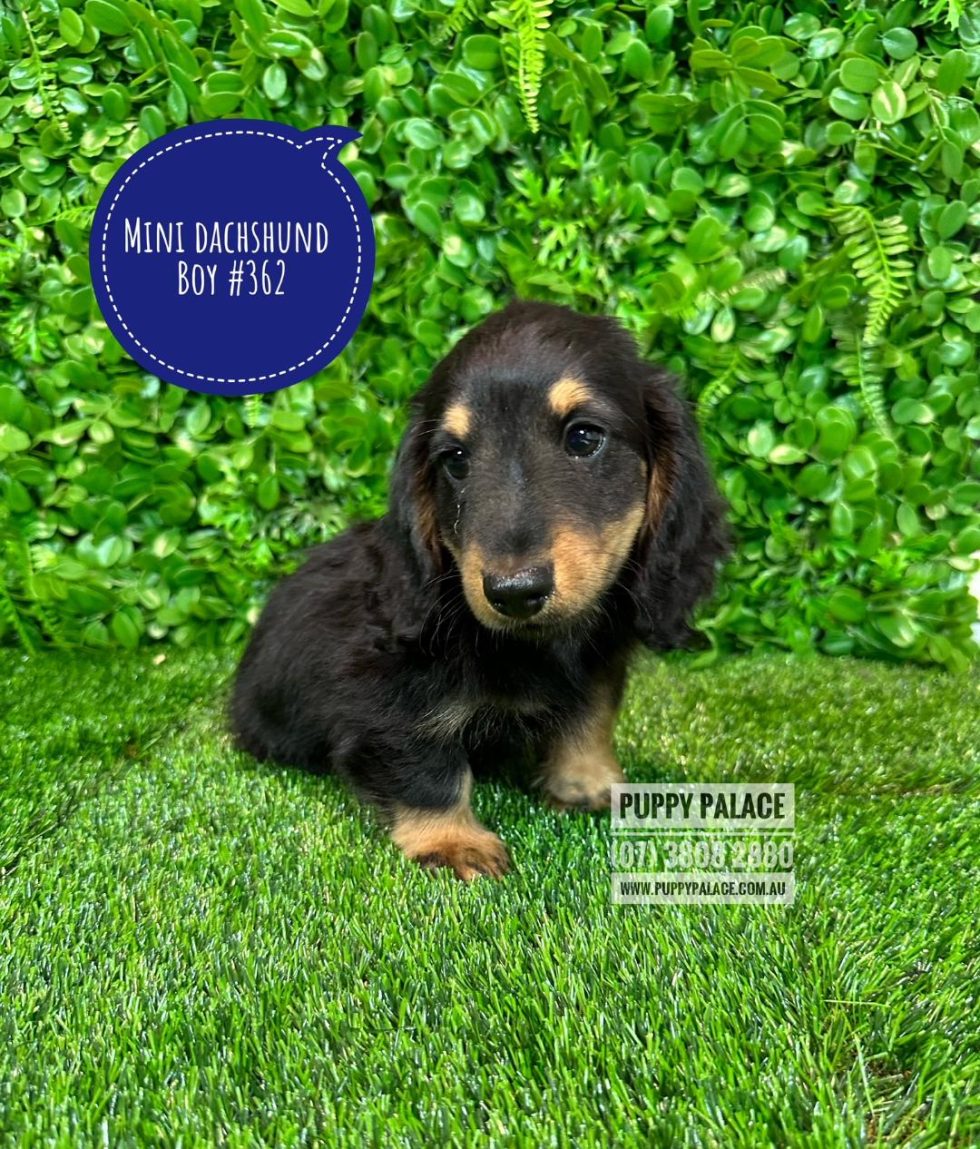 $2295 - Miniature Dachshund Puppies - Black/Tan Boy Puppies For Sale