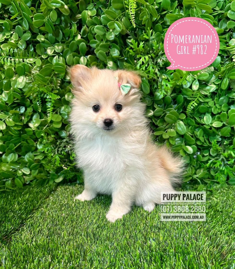 I HAVE NOW FOUND MY FUREVER HOME - Toy Pomeranian Puppies - Girl ...