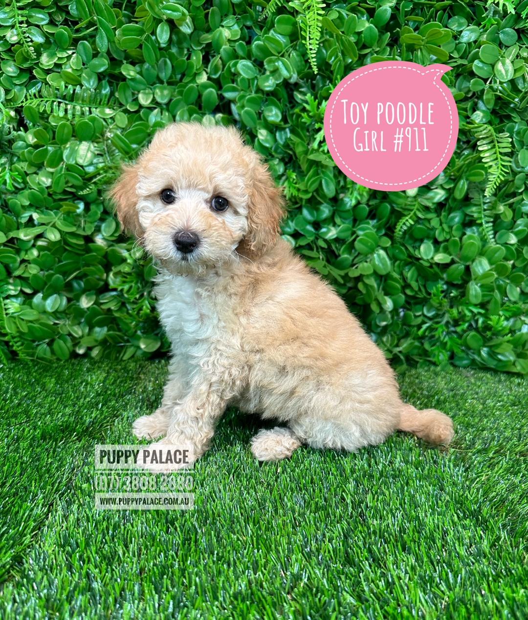 I HAVE NOW FOUND MY FUREVER HOME – Toy Poodle Puppies – Girl
