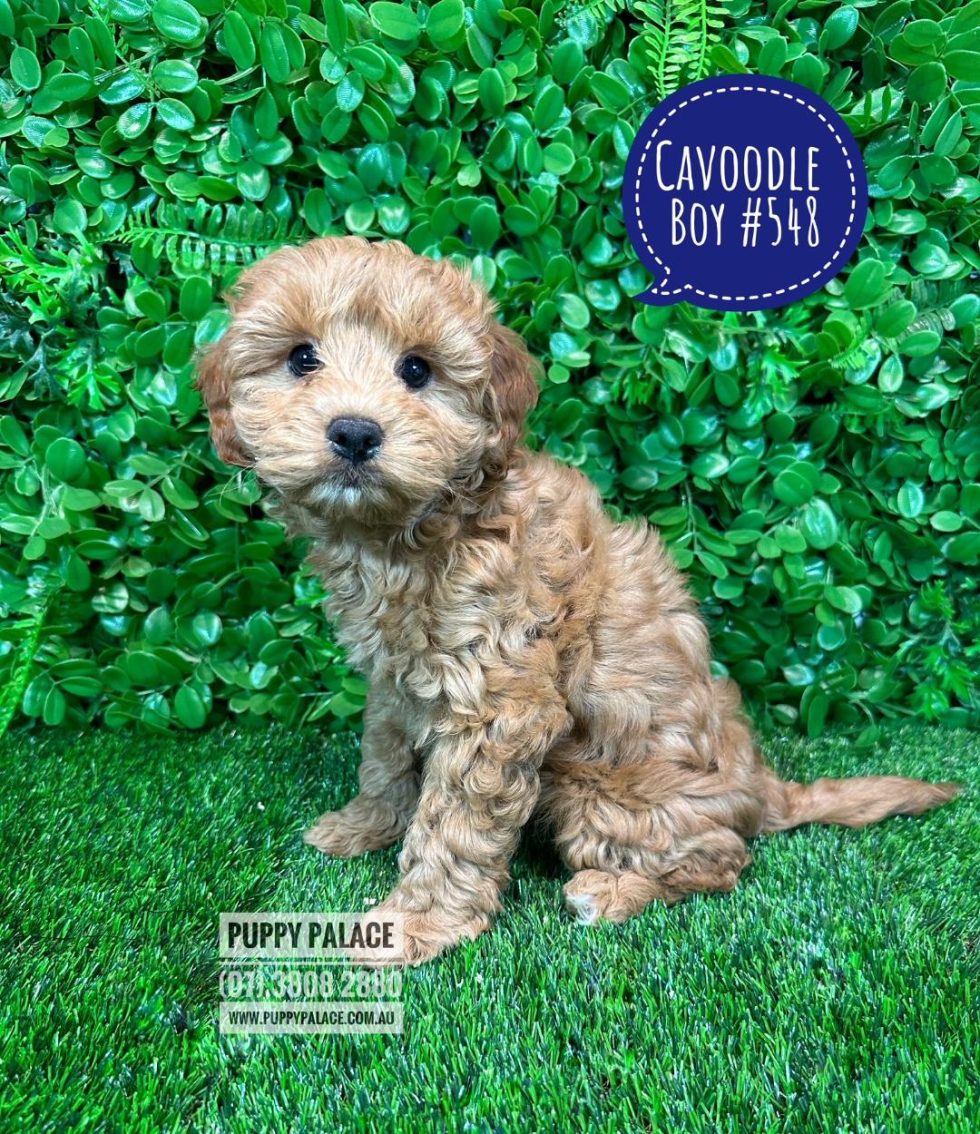 I HAVE NOW BEEN ADOPTED - Cavoodle / Cavapoo (Toy/Mini Poodle X ...