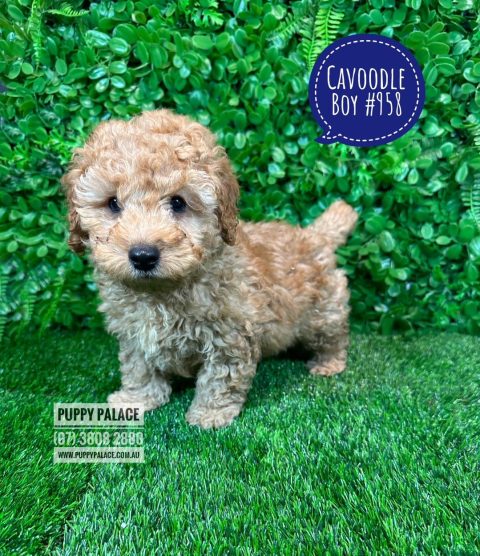 Cavoodle / Cavapoo (Toy/Mini Poodle X Cavalier) - Boy. Puppies For Sale ...