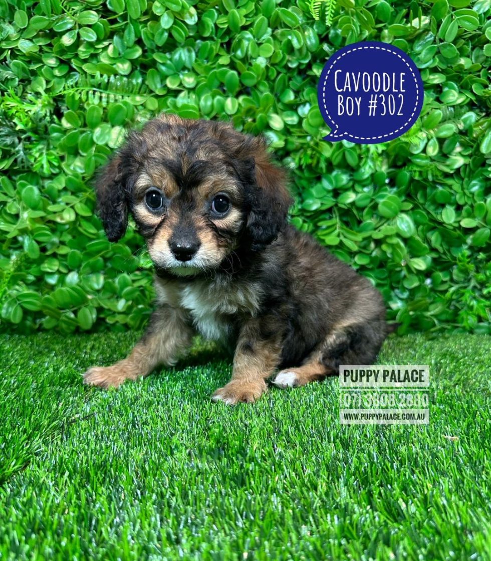 $2395 Cavoodle / Cavapoo (Cavoodle X Cavalier) - Boy Puppies For Sale ...