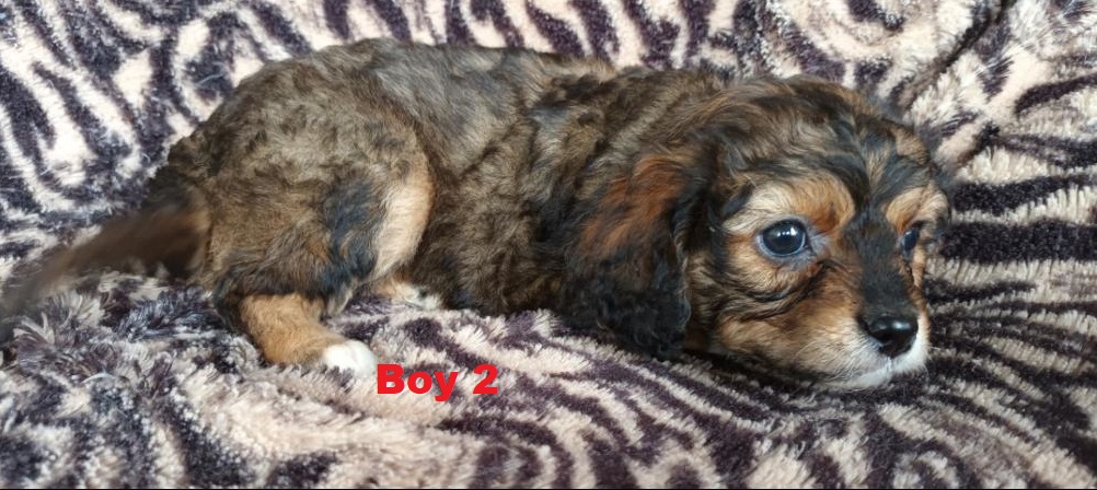 Cavoodle / Cavapoo Puppy – Boy.  I am arriving into store & Available to go home on 16 May