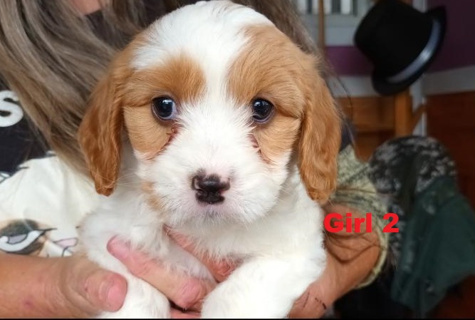 Cavoodle /Cavapoo Puppy – Girl.  I am arriving into store & Available to go home on 16 May