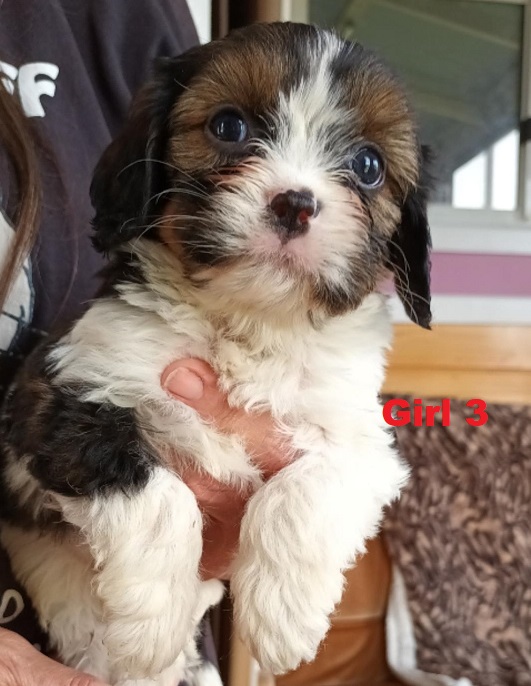 Cavoodle / Cavapoo Puppy – Girl.  I am arriving into store & Available to go home on 16 May