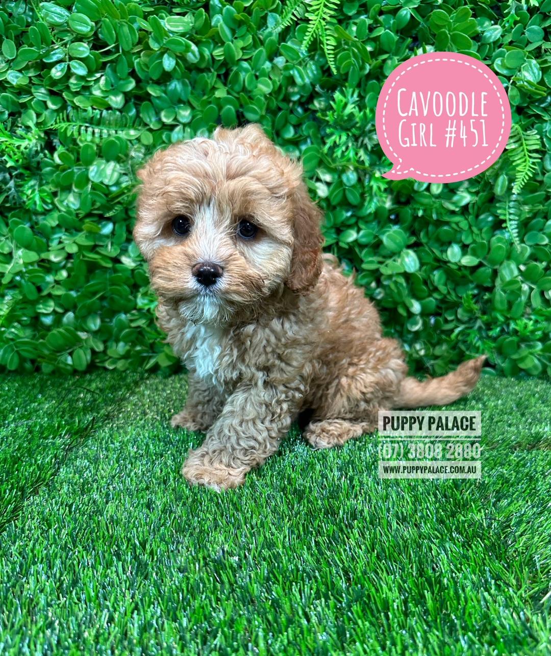 Cavoodle (Cavalier X Red Toy Poodle) – Girl.