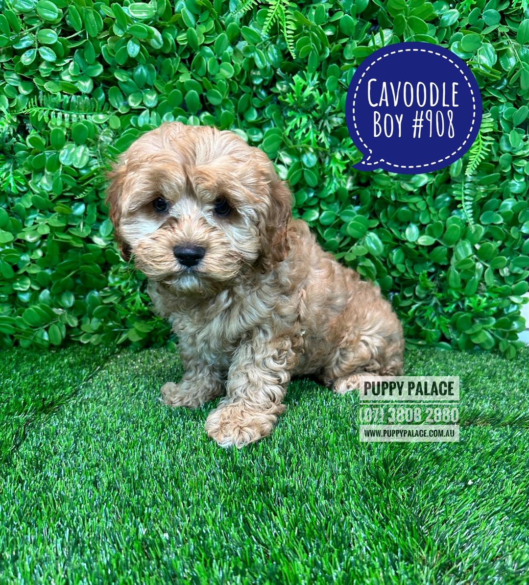 Cavoodle (Cavalier X Red Toy Poodle) – Boy