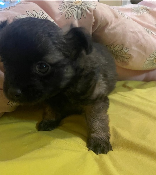 Pomchi (LH Chihuahua X Pomeranian/Chihuahua) – Boy.  I am arriving into store & Available to go home on 13 June.