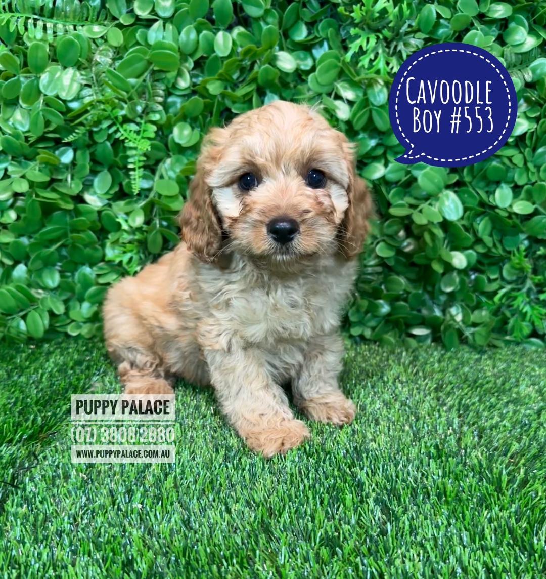 Gold Cavoodle (Toy Poodle X Cavalier) – Boy. I AM SOLD MORE COMING 5 SEPTEMBER.