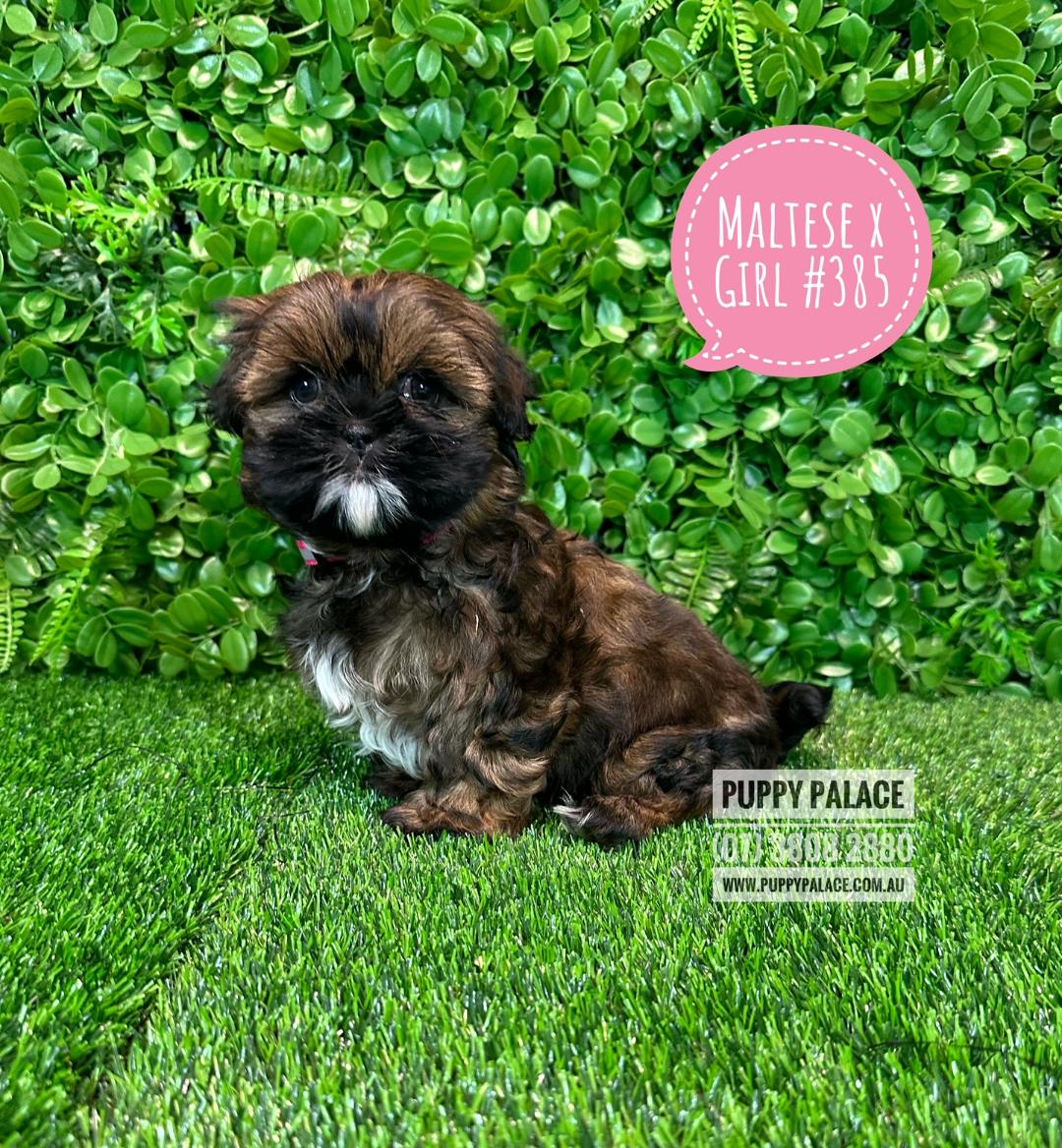 Maltese X Shih Tzu (Maltzu) - Girl. Puppies For Sale Brisbane