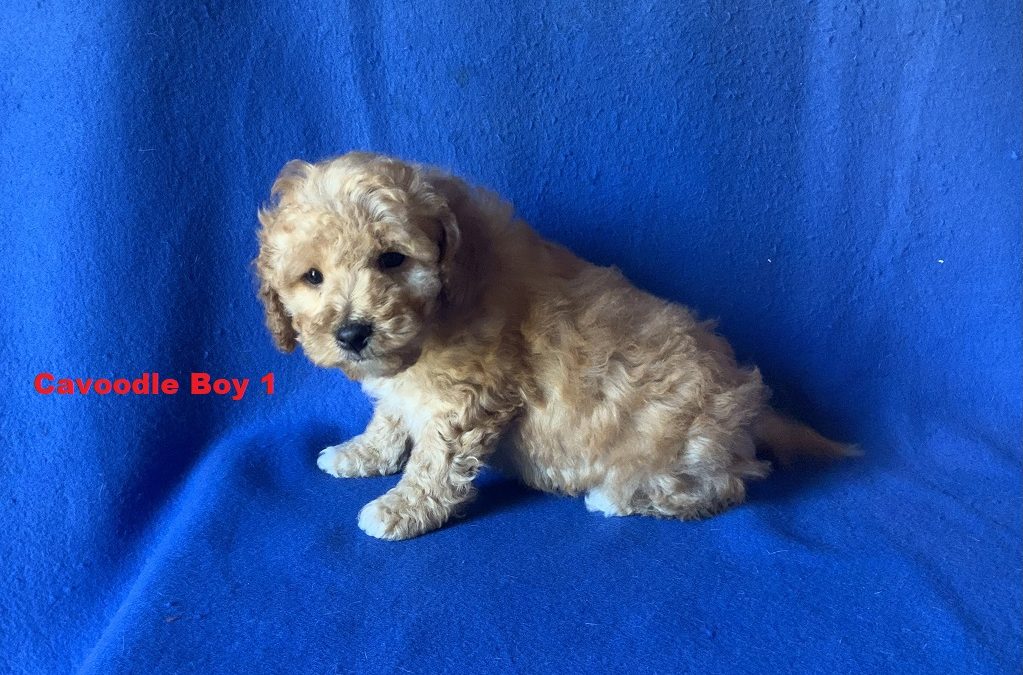 Toy Cavoodle – Boy. I am arriving into store & Available to go home on 5 September