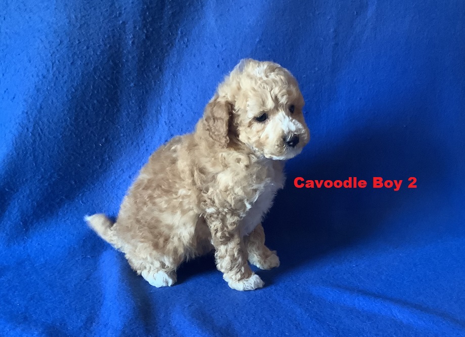 Toy Cavoodle – Boy. I am arriving into store & Available to go home on 5 September