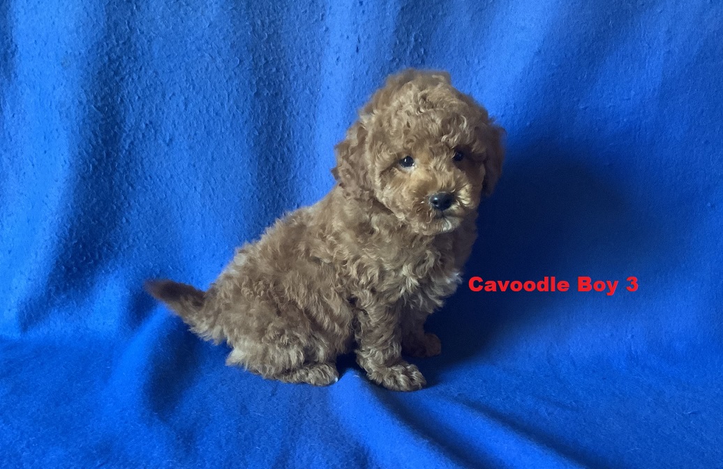 Toy Cavoodle – Boy. I am arriving into store & Available to go home on 5 September