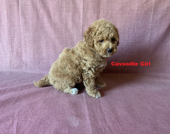 Toy Cavoodle – Girl. I am arriving into store & Available to go home on 5 September