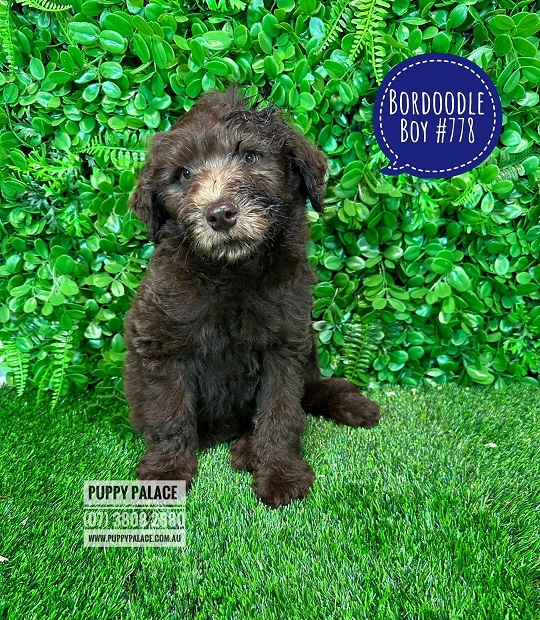 Bordoodle (Lemon/White Border Collie X Chocolate Poodle) – Chocolate Boy. I will grow to just below the knee.   I AM NOW SOLD MORE COMING 14 NOVEMBER.