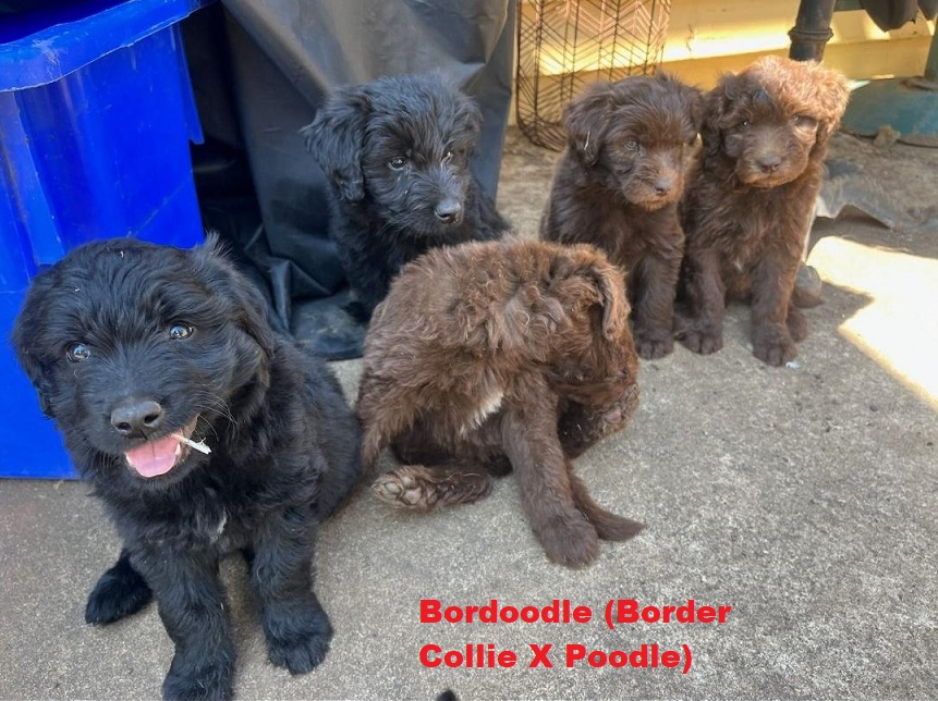 Bordoodle (Lemon/White Border Collie X Chocolate Poodle) – Chocolate & Black Boys & Girls. We will grow to just below the knee