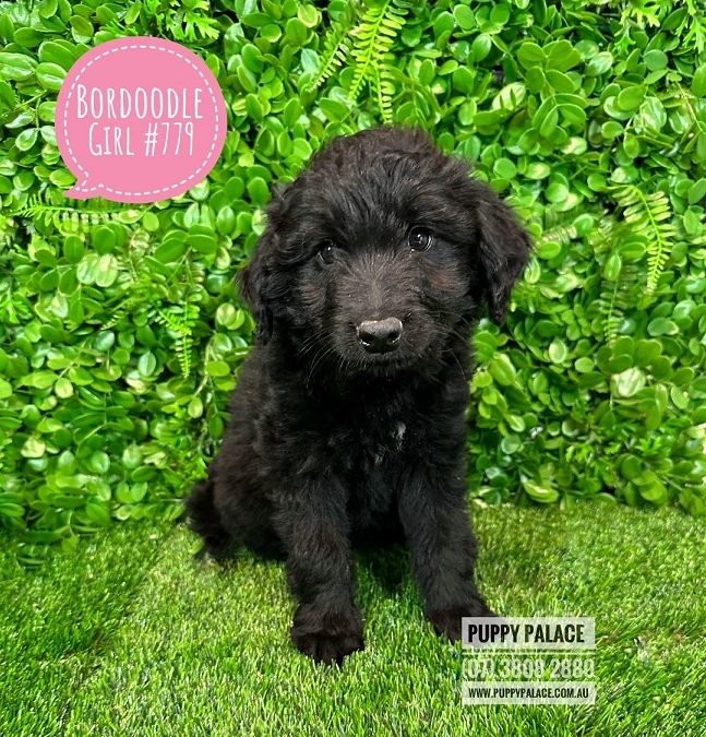 Bordoodle (Lemon/White Border Collie X Chocolate Poodle) – Black Girl. I will grow to just below the knee