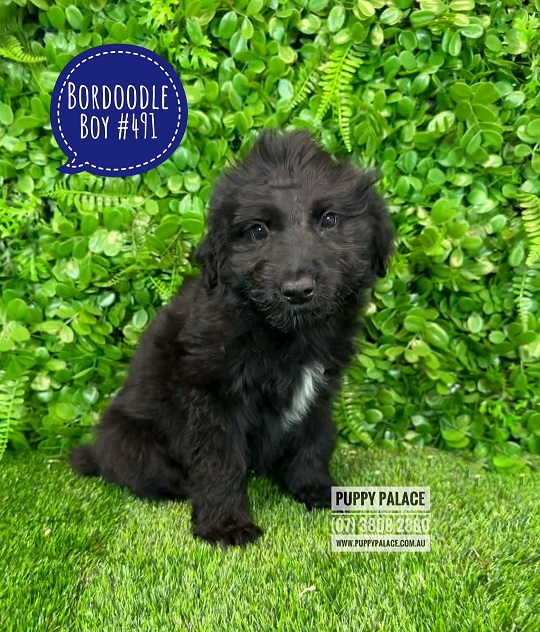 Bordoodle (Lemon/White Border Collie X Chocolate Poodle) – Black Boy. I will grow to just below the knee