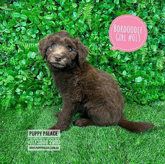 Bordoodle (Lemon/White Border Collie X Chocolate Poodle) – Chocolate Girl. I will grow to just below the knee