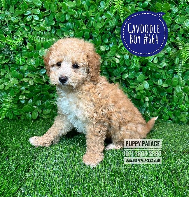 Toy Cavoodle / Cavapoo – Boy