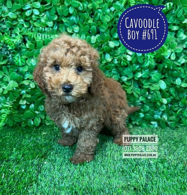 Toy Cavoodle / Cavapoo – Boy