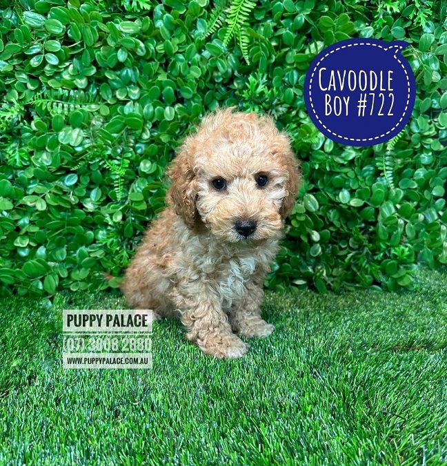 Toy Cavoodle /Cavapoo – Boy.