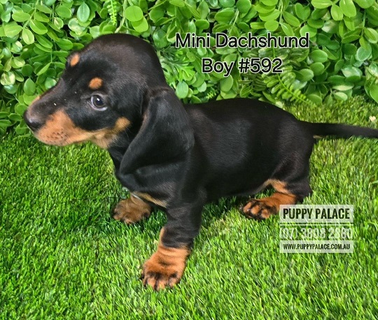 Miniature Dachshund – Black/Tan Boy