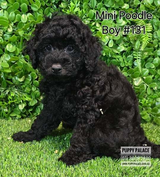 Miniature Poodle – Boy.