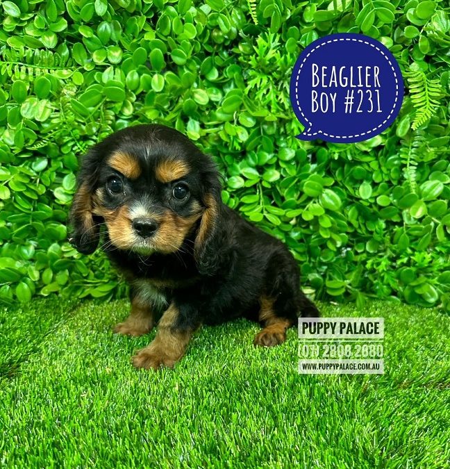 Beaglier (Cavalier X Beagle – 3rd Generation) – Black/Tan Boy