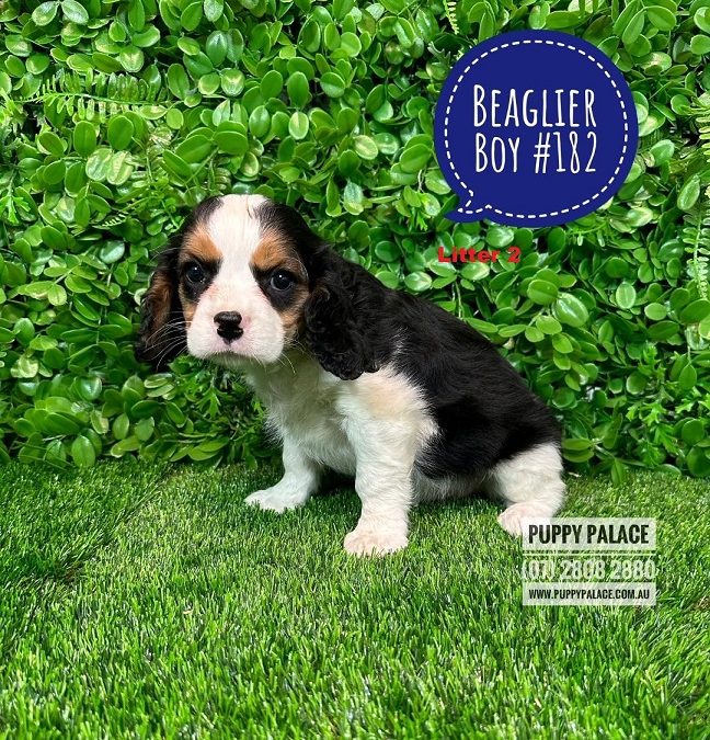 Beaglier (Beaglier X Cavalier) – Boy – Litter 2.