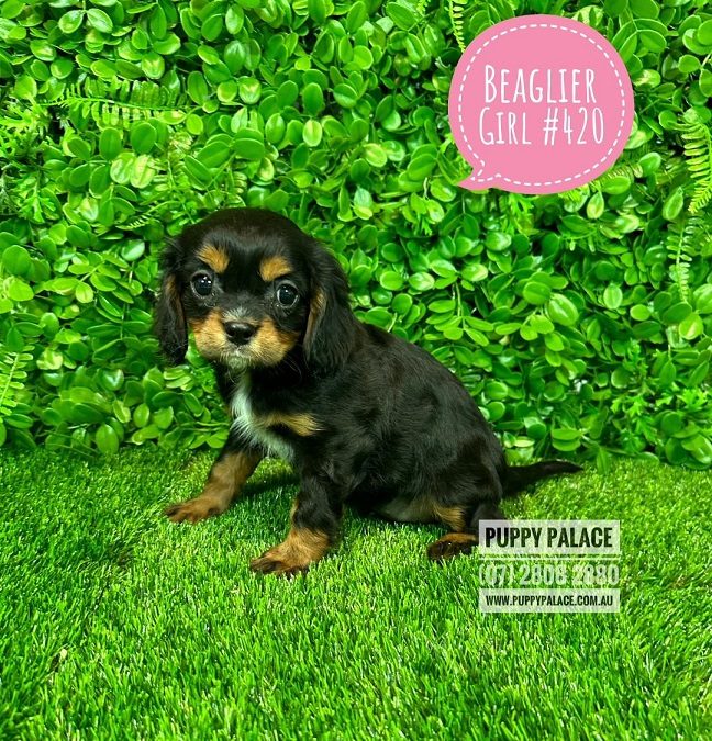 Beaglier (Cavalier X Beagle – 3rd Generation) – Black/Tan Girl.