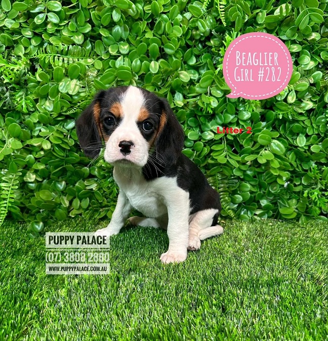 Beaglier (Beaglier X Cavalier) – Girl – Litter 2.