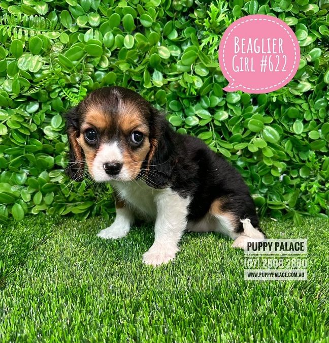 Beaglier (Cavalier X Beagle – 3rd Generation) – Tri Girl